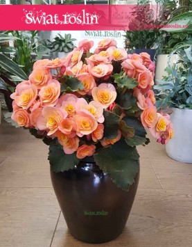 Begonia Belove Peach, sklep Kraków, sklep online z roślinami