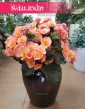 Begonia Belove Peach, sklep Kraków, sklep online z roślinami