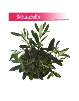 Olea Europaea, Oliwka Europejska, Drzewko miniaturka, Oliwka, Drzewko Oliwne, Drzewko Oliwkowe 1