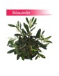 Olea Europaea, Oliwka Europejska, Drzewko miniaturka, Oliwka, Drzewko Oliwne, Drzewko Oliwkowe 1