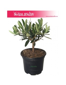 Olea Europaea, Oliwka Europejska, Drzewko miniaturka, Oliwka, Drzewko Oliwne, Drzewko Oliwkowe 2