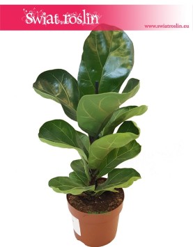 Ficus Lyrata Bambino, Fikus Lyrata Bambino, Fikus Dębolistny Bambino, Figowiec Lirolistny Bambino sklep online