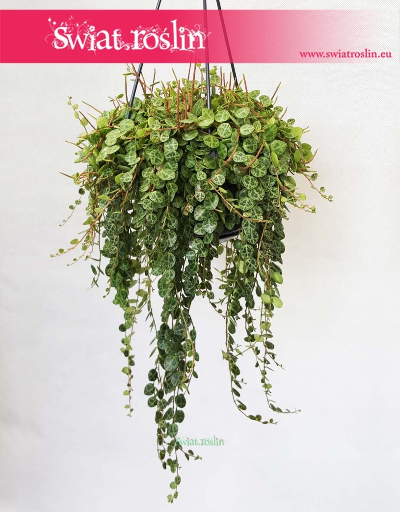 Peperomia Prostrata, Peperomia Zwisająca, sklep internetowy online