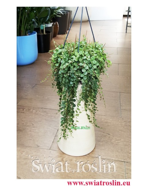 Peperomia Prostrata, Peperomia Zwisająca, Świat Roślin, Rośliny doniczkowe, kwiaty doniczkowe,, rośliny Kraków