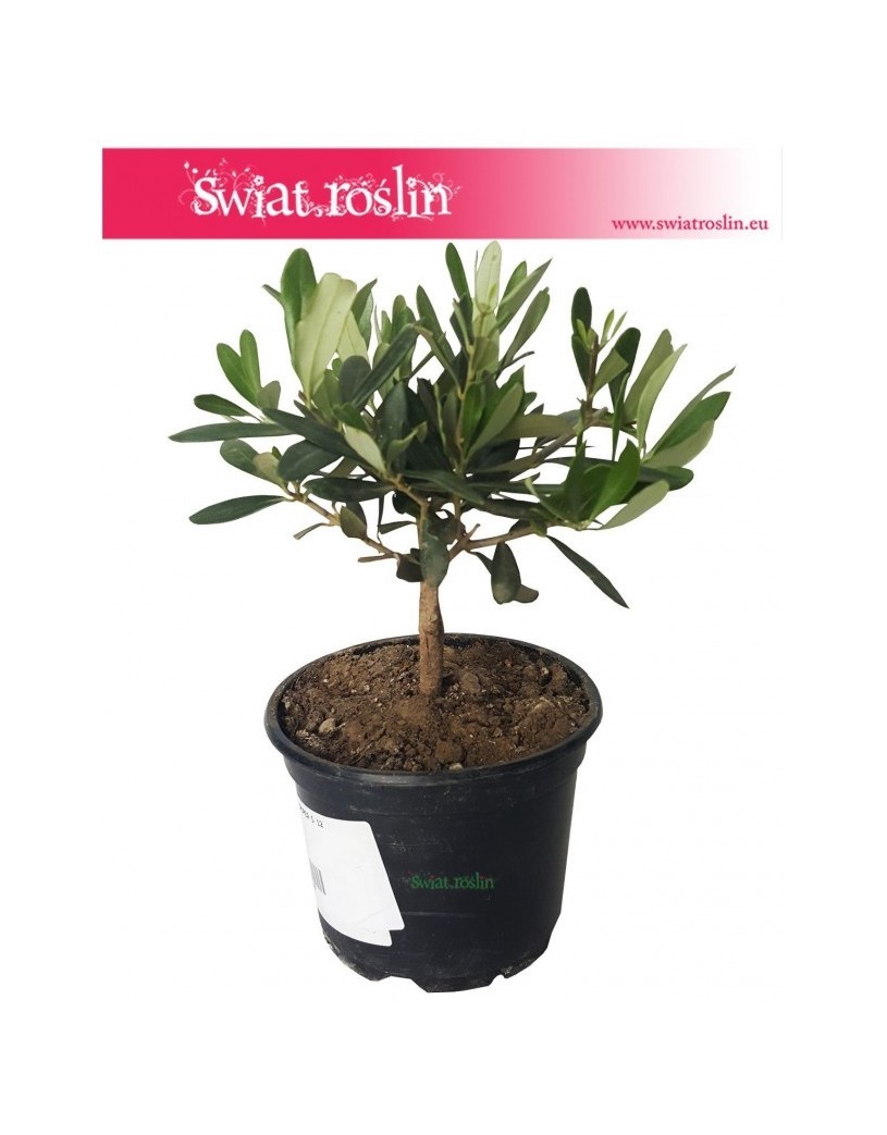 Olea Europaea, Oliwka Europejska, Drzewko miniaturka, Oliwka, Drzewko Oliwne, Drzewko Oliwkowe 3