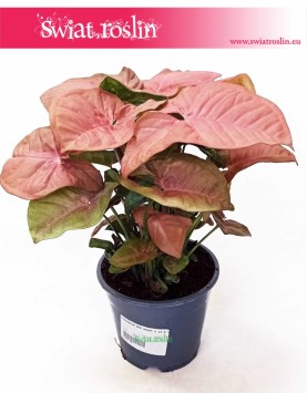 Syngonium Red Heart, Zroślicha, syngonium red sklep Kraków