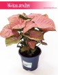 Syngonium Red Heart, Zroślicha, syngonium red sklep Kraków