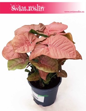 Syngonium Red Heart, Zroślicha