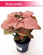 Syngonium Red Heart, Zroślicha