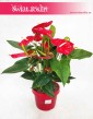 Anturium Dakota, Anthurium Dakota, Kitnia