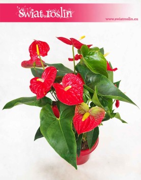Anturium Dakota sklep z roślinami internetowy online, Anthurium Dakota, Kitnia