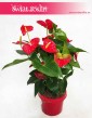 Anturium Dakota sklep Kraków, Anthurium Dakota, Kitnia