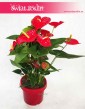 Anturium Dakota rośliny Kraków sklep, Anthurium Dakota, Kitnia