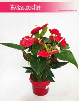 Anturium Dakota kwiaty rośliny doniczkowe online sklep, Anthurium Dakota, Kitnia