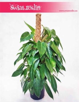 Filodendron Minii, Philodendron Minii