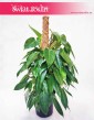 Filodendron Minii, Philodendron Minii