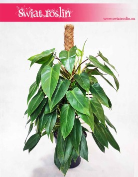 Filodendron Minii, Philodendron Minii sklep z roślinami w Krakowie