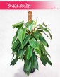 Filodendron Minii, Philodendron Minii sklep z roślinami w Krakowie