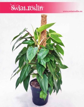 Filodendron Minii, Philodendron Minii kwiaty doniczkowe sklep online internetowy