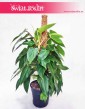 Filodendron Minii, Philodendron Minii kwiaty doniczkowe sklep online internetowy