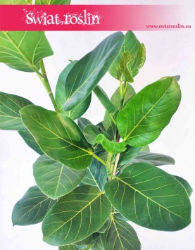 Duży Fikus Bengalski Audrey, Wielki Ficus Benghalensis Audrey, Duży Figowiec Bengalski Audrey Duże rosliny sklep