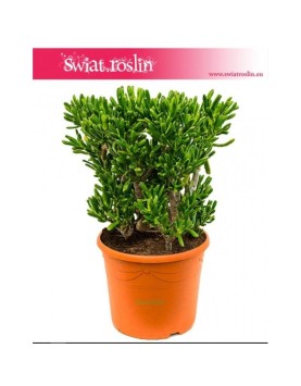 Grubosz, Grubosz Jajowaty (Owalny), Drzewko Szczęścia, Crassula ovata Horntree