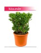 Grubosz, Grubosz Jajowaty (Owalny), Drzewko Szczęścia, Crassula ovata Horntree