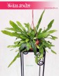 Epiphyllum Pumilum, Królowa jednej nocy