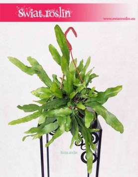 Epiphyllum Pumilum, Królowa jednej nocy, sklep z roślinami w Krakowie