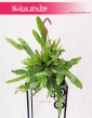 Epiphyllum Pumilum, Królowa jednej nocy, sklep z roślinami w Krakowie