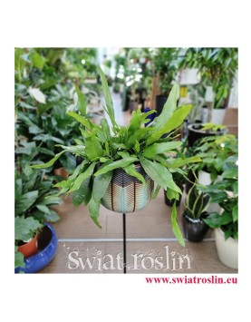 Epiphyllum Pumilum, Królowa jednej nocy, rośliny doniczkowe, kwiaty doniczkowe sklep online