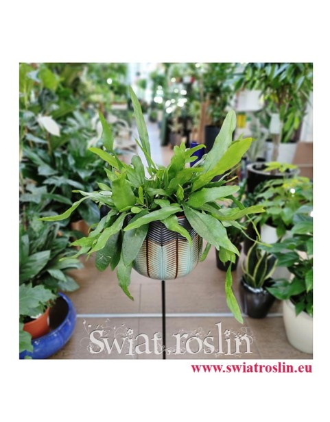 Epiphyllum Pumilum, Królowa jednej nocy, rośliny doniczkowe, kwiaty doniczkowe sklep online