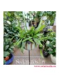 Epiphyllum Pumilum, Królowa jednej nocy, rośliny doniczkowe, kwiaty doniczkowe sklep online
