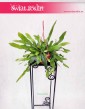 Epiphyllum Pumilum, Królowa jednej nocy, rośliny doniczkowe Kraków