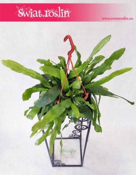 Epiphyllum Pumilum, Królowa jednej nocy, popularne rosliny z insta wysyłka