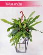 Epiphyllum Pumilum, Królowa jednej nocy, popularne rosliny z insta wysyłka