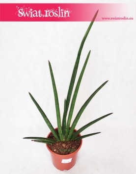 Sansevieria Cylindrica Handshake, Sansewieria Cylindrica Handshake, sklep z roślinami online wysyłka