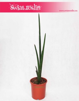 Sansevieria Cylindrica Handshake, Sansewieria Cylindrica Handshake, popularne kwiaty doniczkowe