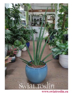 Sansevieria Cylindrica Handshake, Sansewieria Cylindrica Handshake, modne rośliny doniczkowe online sklep wysyłka