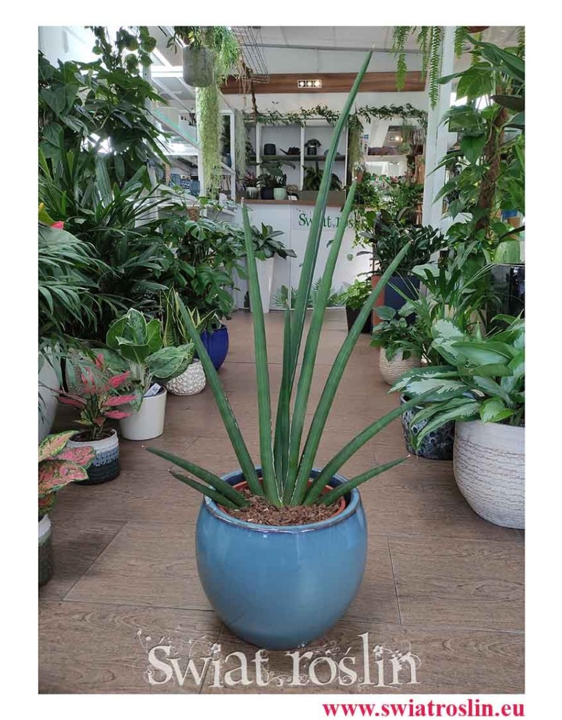 Sansevieria Cylindrica Handshake, Sansewieria Cylindrica Handshake, modne rośliny doniczkowe online sklep wysyłka