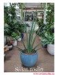 Sansevieria Cylindrica Handshake, Sansewieria Cylindrica Handshake, modne rośliny doniczkowe online sklep wysyłka