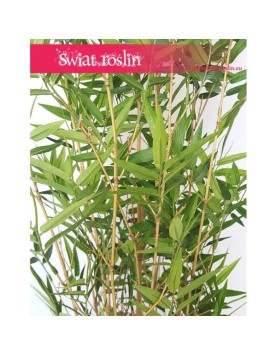 Bambus sztuczny, Bamboo Oriental, Roślina sztuczna, Bambus,  Sztuczny Bambus 1