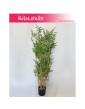 Bambus sztuczny, Bamboo Oriental, Roślina sztuczna, Bambus,  Sztuczny Bambus 5