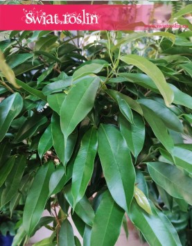 Duży Fikus Amstel King Drzewko, Wielki Ficus Amstel King drzewko, Duży Figowiec Amstel King drzewko, duże rośliny sklep