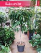 Duży Fikus Amstel King Drzewko, Wielki Ficus Amstel King drzewko, eleganckie rośliny doniczkowe sklep