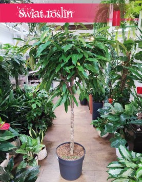 Duży Fikus Amstel King Drzewko, Wielki Ficus Amstel King drzewko, Duży Figowiec Amstel, modne rośliny doniczkowe sklep online