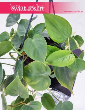 Filodendron Pnący, Philodendron Scandens , Philodendron pnący, Filodendron Scandens modne rośliny sklep
