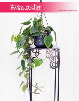 Filodendron Pnący, Philodendron Scandens , Philodendron pnący, Filodendron Scandens, sklep internetowy
