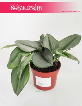 Scindapsus Treubii Moonlight, Epipremnum Treubii Moonlight