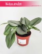 Scindapsus Treubii Moonlight, Epipremnum Treubii Moonlight